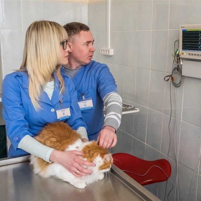 азбукавет гродно